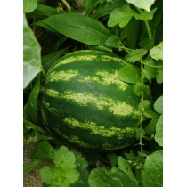 dss-letna-uroda-2019