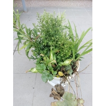 article-utulok-sadenie